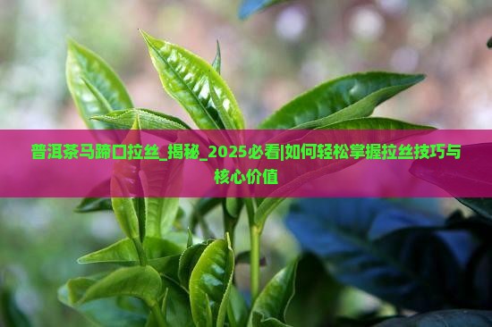普洱茶马蹄口拉丝