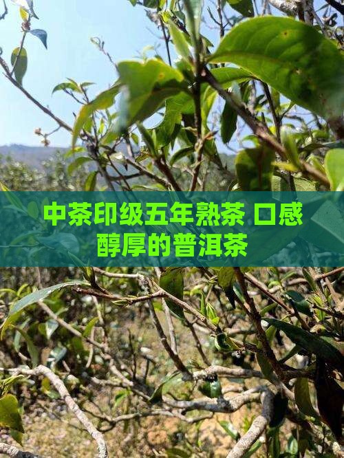 中茶印级五年熟茶