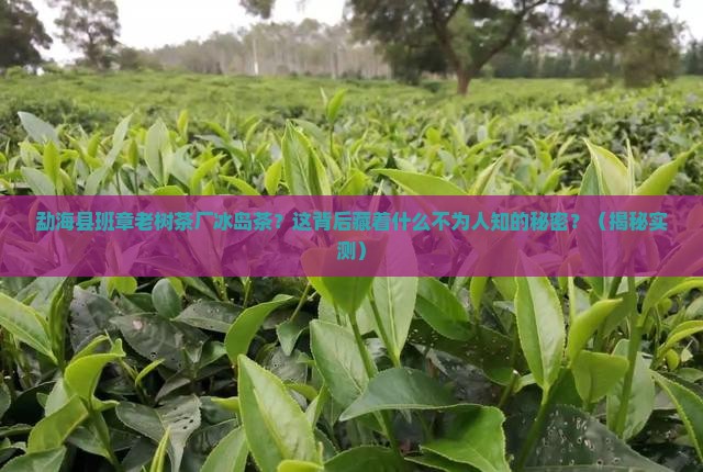 勐海县班章老树茶厂冰岛茶