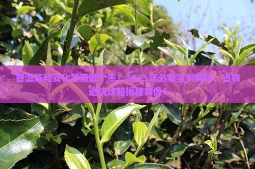 普洱茶和安化黑茶哪个贵