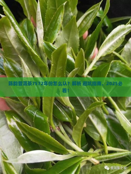 陈韵普洱茶7572怎么看年份