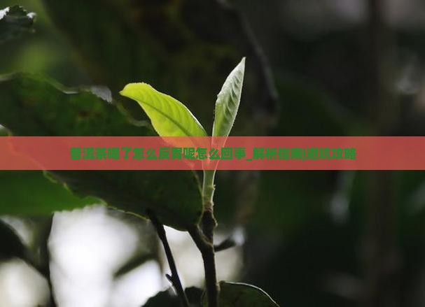 普洱茶喝了怎么反胃呢怎么回事