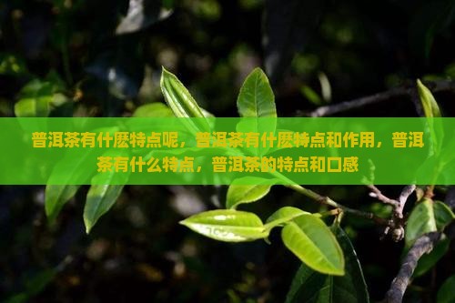 普洱茶有什麽特点 普洱茶有什麽特点