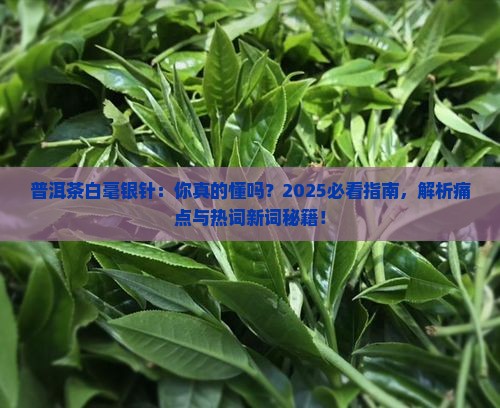 普洱茶白毫银针