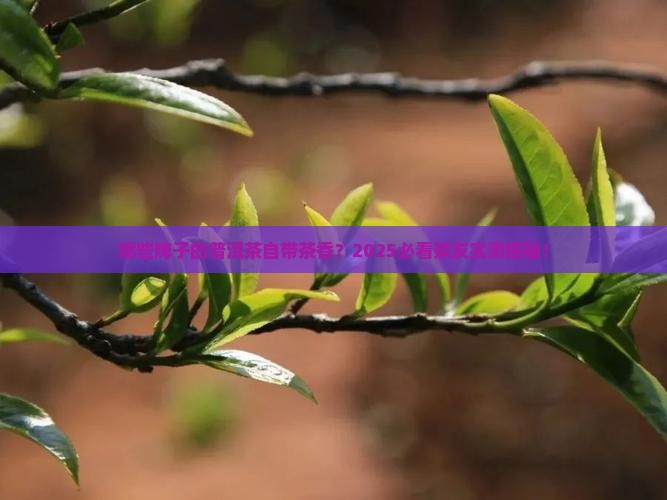 什么牌子带茶香普洱茶好