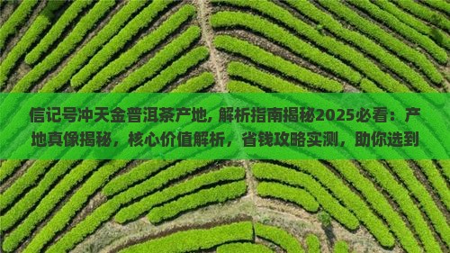 信记号冲天金普洱茶产地