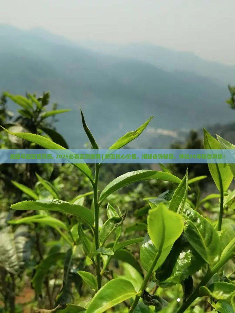 龙园号圆宝普洱茶
