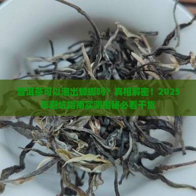 普洱茶可以泡出蟑螂吗