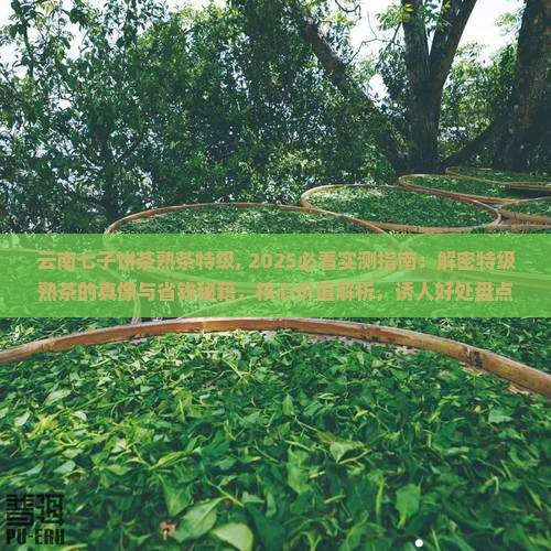 云南七子饼茶熟茶特级