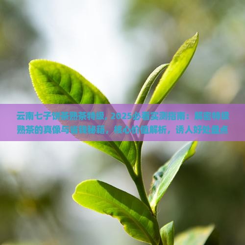 云南七子饼茶熟茶特级