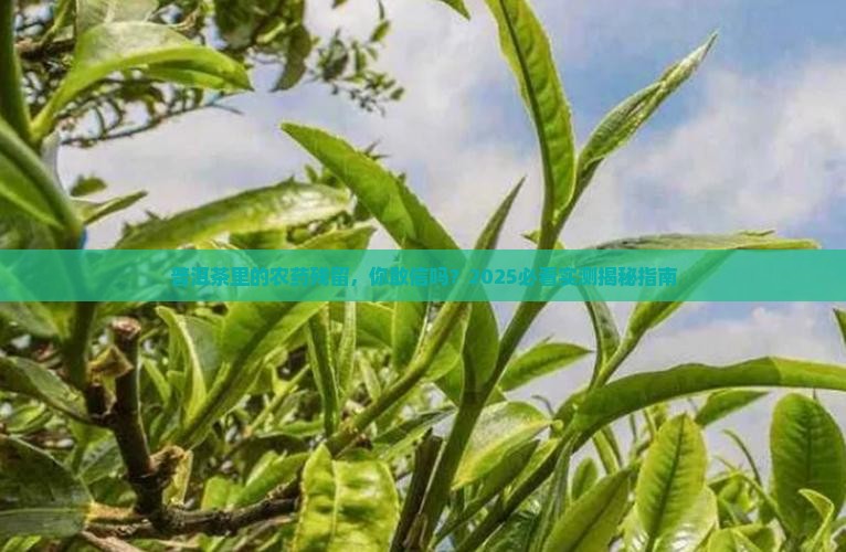 普洱茶能监测到农药吗