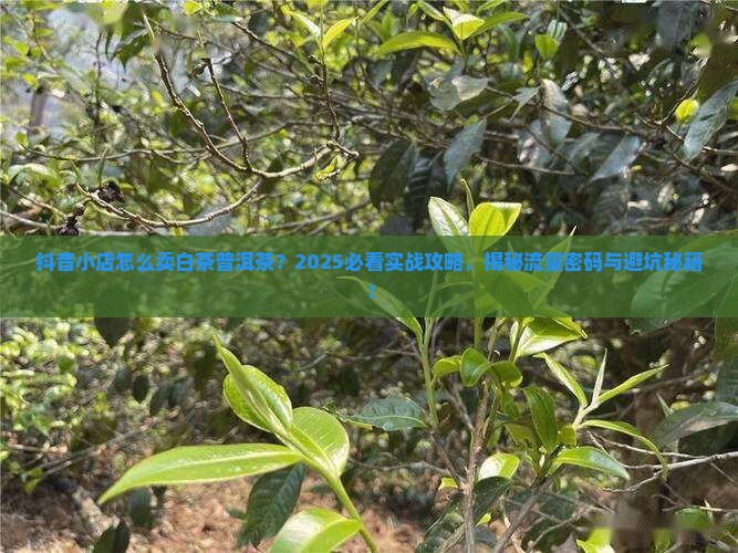 抖音小店怎么卖白茶普洱茶