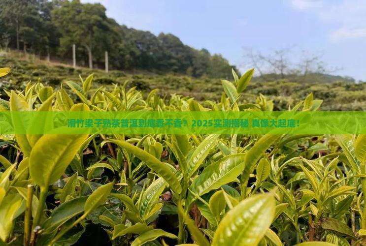 滑竹梁子熟茶滑竹梁子普洱好不好
