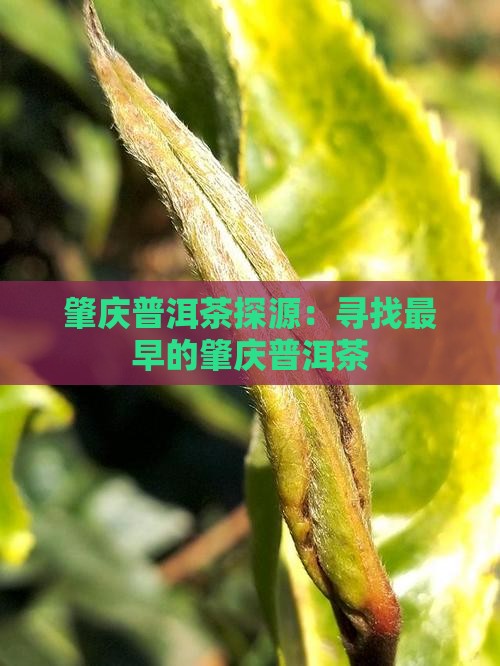 肇庆最早普洱茶