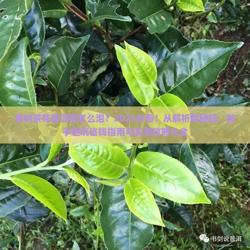 老树茶花普洱茶怎么泡