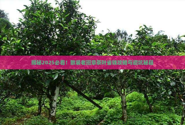 散装的老班章茶叶