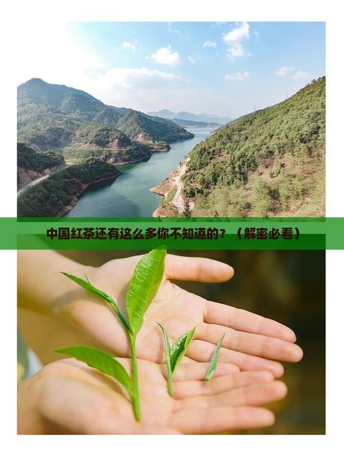 中国红茶的种类及其特征 中国红茶的种类及其特征
