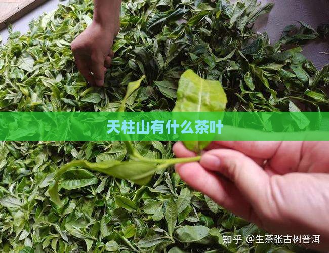 天柱山有什么茶叶