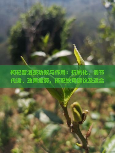 枸杞加普洱功效与作用