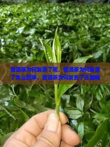 普洱茶为何发苦了