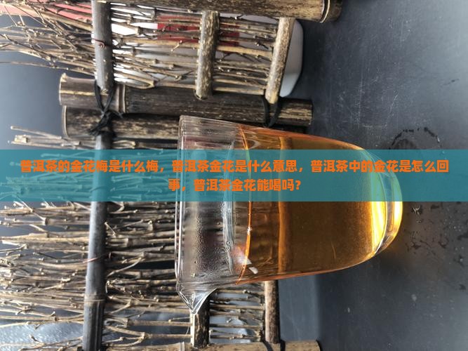 普洱茶的金花梅是什么梅