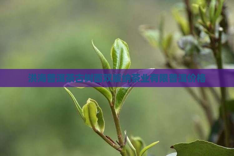 洪海普洱茶3000克价格