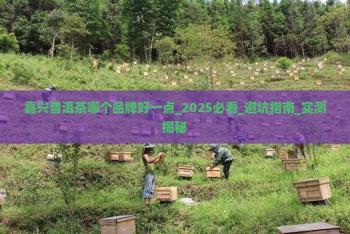 嘉兴普洱茶哪个品牌好一点