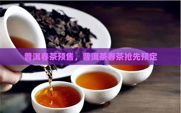 普洱茶春茶预售