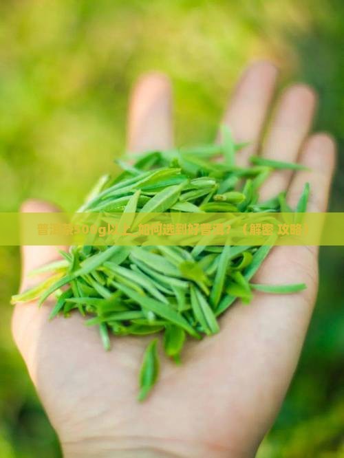 普洱茶500g以上
