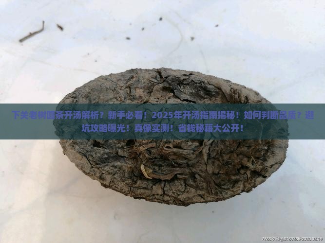 下关老树圆茶开汤