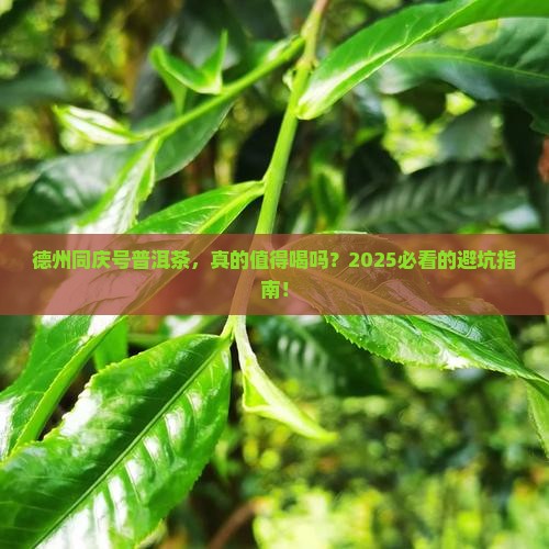 德州同庆号普洱茶