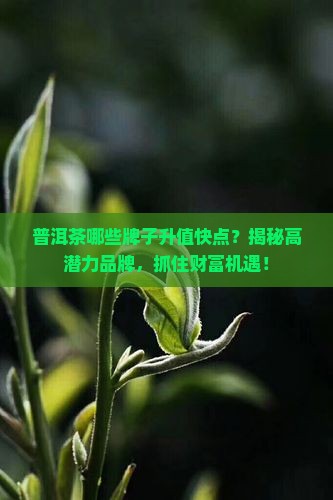 普洱茶哪些牌子升值快点