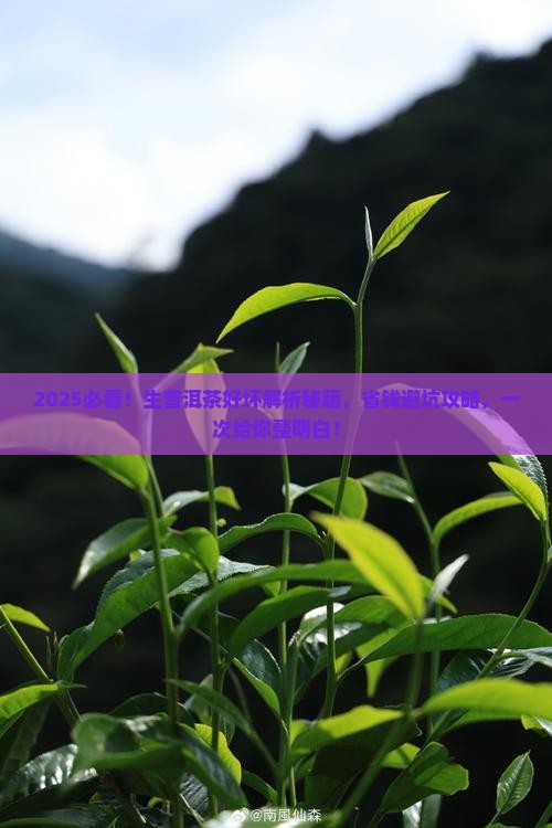 怎么分辨生普洱茶的好坏