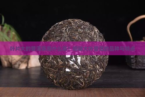叶片大的普洱茶是什么茶