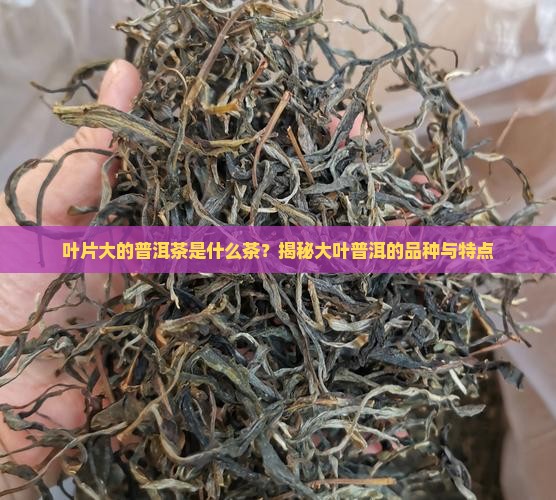 叶片大的普洱茶是什么茶