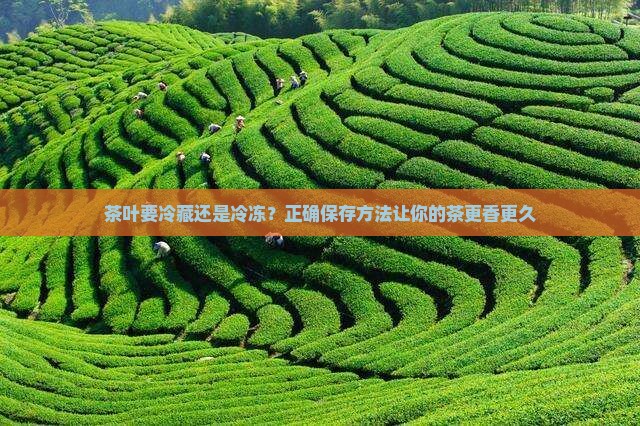 茶叶要冷藏还是冷冻