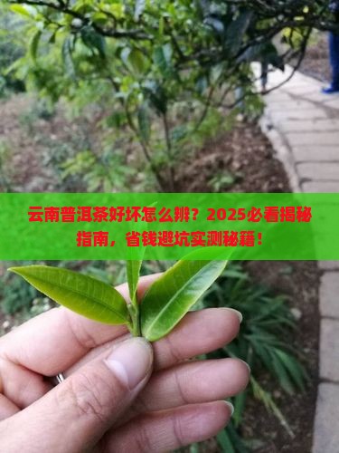 云南普洱茶怎么看质量好坏