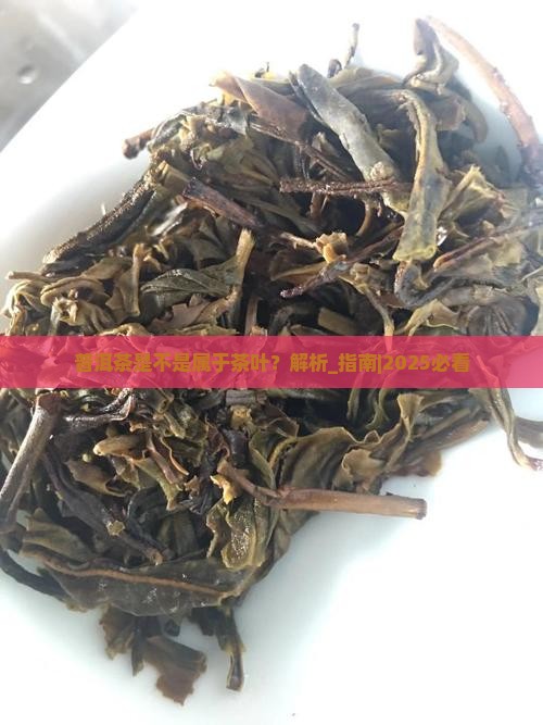 普洱茶是不是属于茶叶