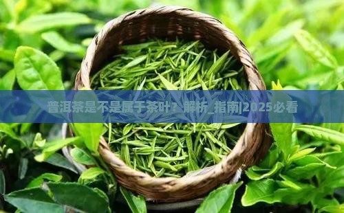 普洱茶是不是属于茶叶