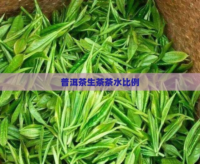 普洱茶生茶茶水比例