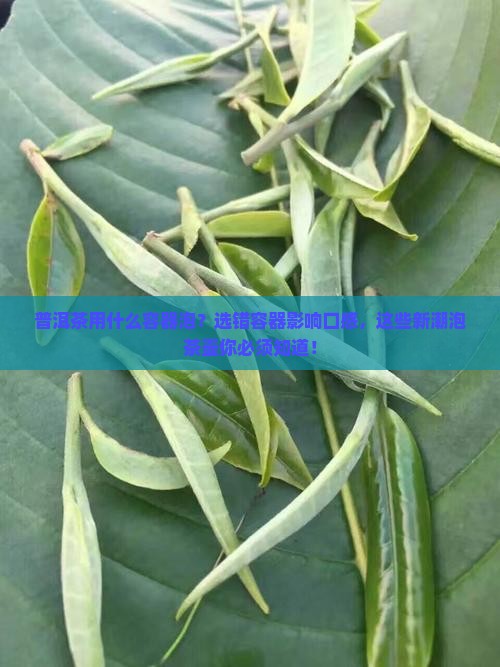 普洱茶用什么容器泡