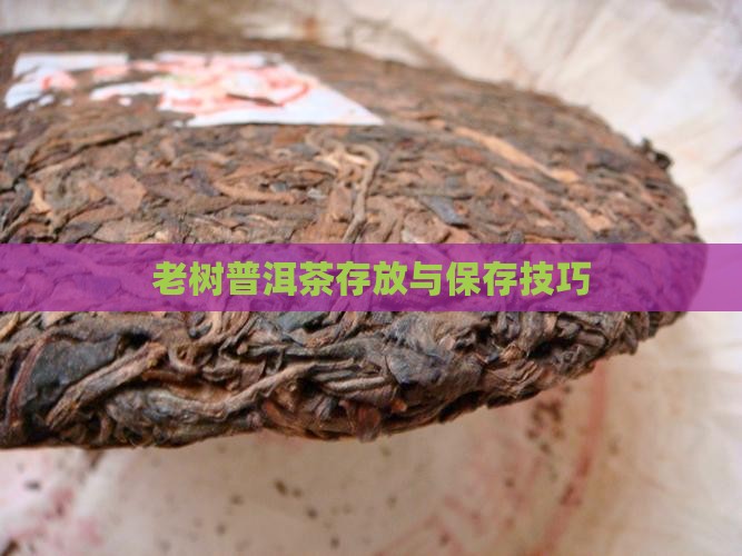 老树普洱茶存放