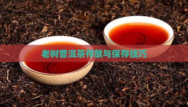 老树普洱茶存放