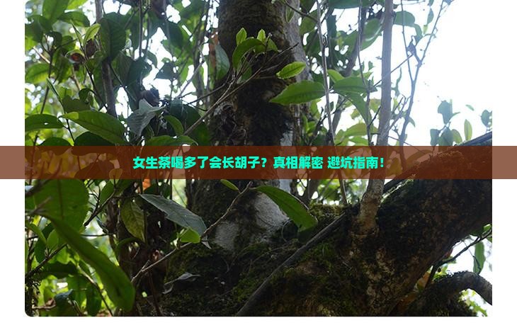 女生茶喝多了会长胡子吗