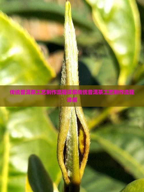 传统普洱茶工艺制作流程