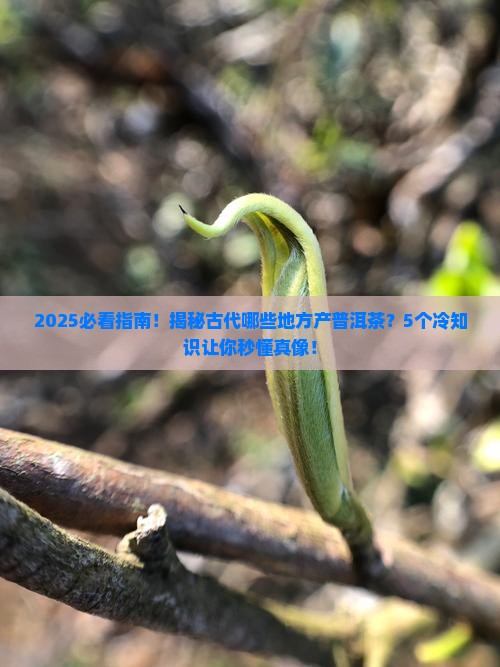 古代哪些地方普洱茶