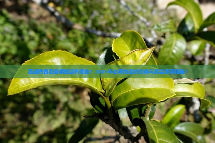 高端熟普洱茶旗舰店有哪些