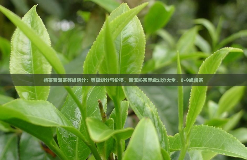 熟茶普洱茶等级划分