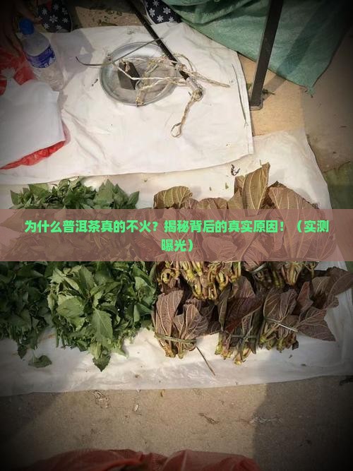 为什么普洱茶不受待见呢