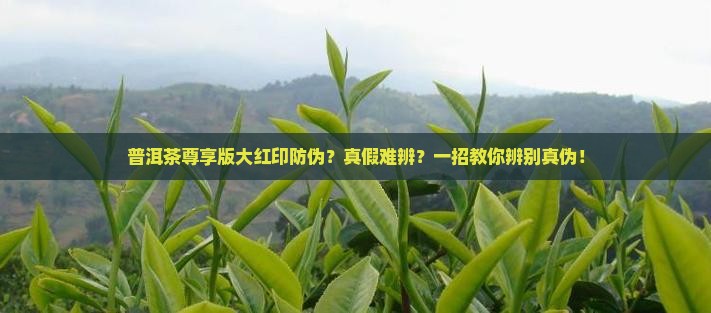 普洱茶尊享版大红印防伪